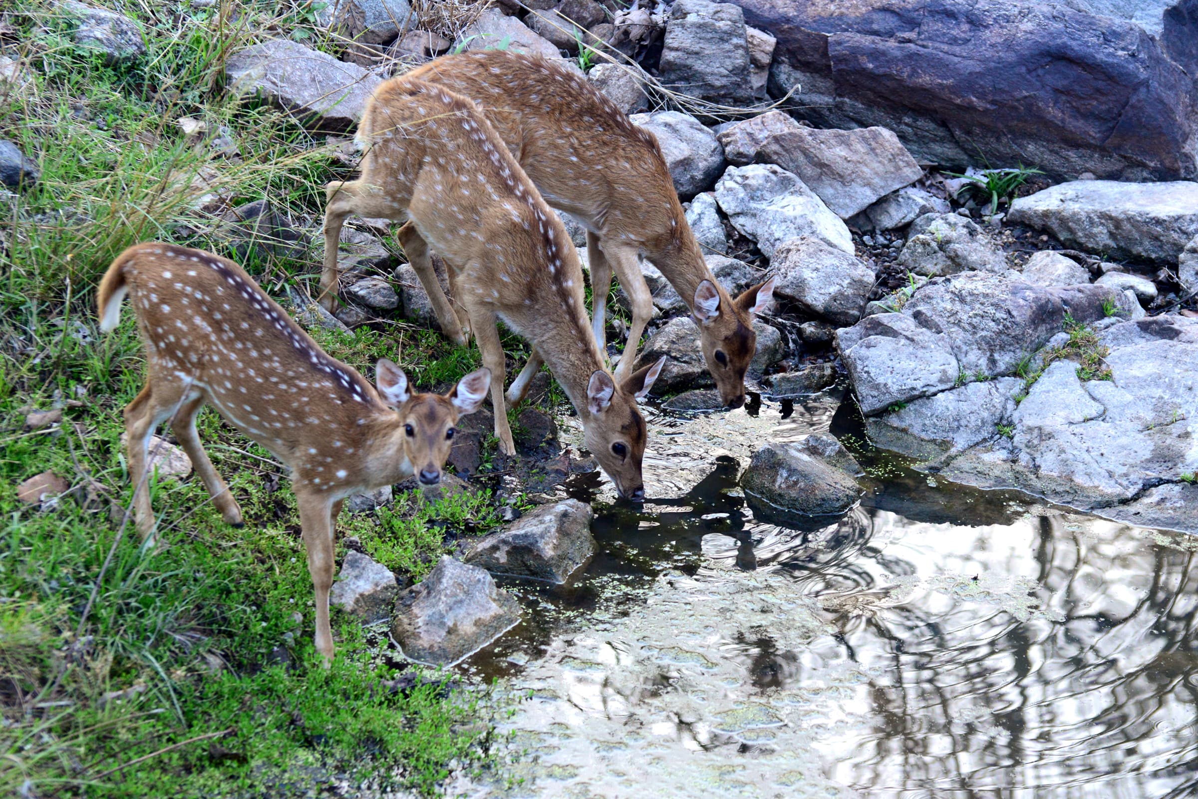 Pench National Park